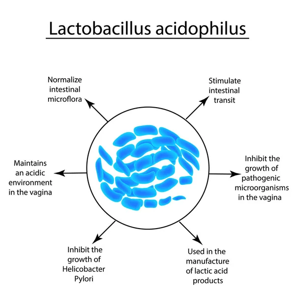 Lactobacillus yararlı özellikleri. Probiyotik. Lactobacillus acidophilus. Infographics. Vektör illüstrasyon izole arka plan üzerinde