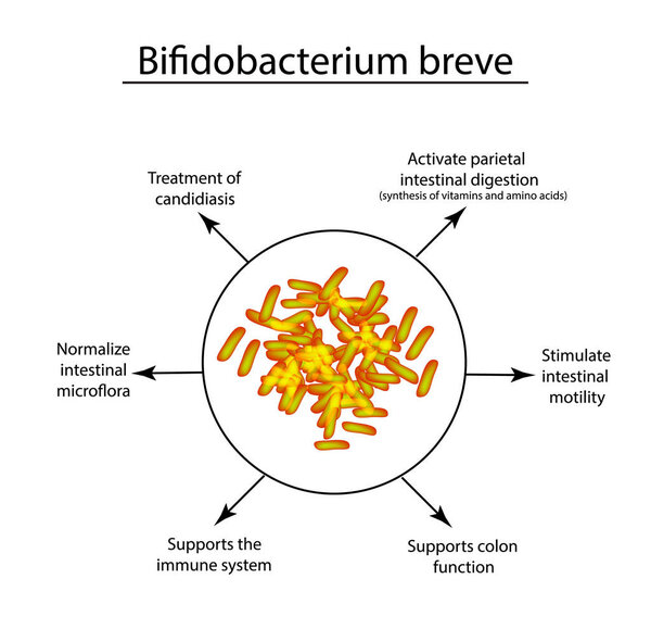 Useful properties of bifidobacteria. Bifidobacterium breve. Probiotic, lactobacillus, bifidobacterium, probiotic, prebiotic. Infographics Vector illustration on isolated background