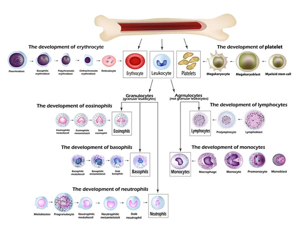 Cellule Ematiche Sviluppo Eritrociti Globuli Rossi Leucociti Eosinofili Linfociti Neutrofili — Vettoriale Stock