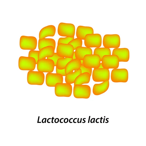 Lactobacilo Probiótico Lactococcus Lactis Infografías Ilustración Vectorial Sobre Fondo Aislado — Vector de stock