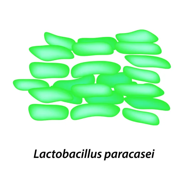 Lactobacilo Probiótico Lactobacillus Paracasei Infografías Ilustración Vectorial Sobre Fondo Aislado — Vector de stock