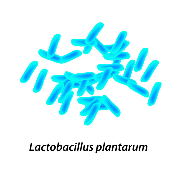 лактобациллы. Пробиотик. Lactobacilplantarum. Инфографика Векторная иллюстрация на изолированном фоне
