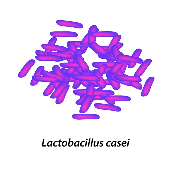 Lactobacilo Probiótico Lactobacillus Casei Infografías Ilustración Vectorial Sobre Fondo Aislado — Vector de stock