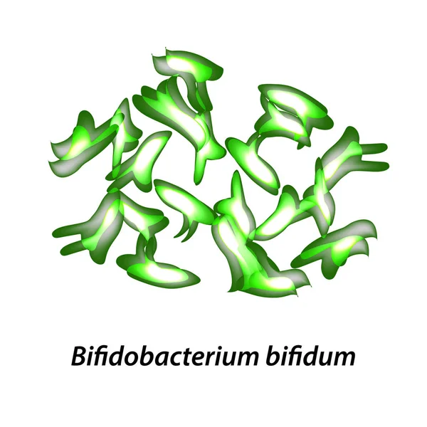 Bifidobacterias Bifidobacterium Bifidum Probiótico Lactobacilo Bifidobacterias Prebiótico Probiótico Infografías Ilustración — Vector de stock