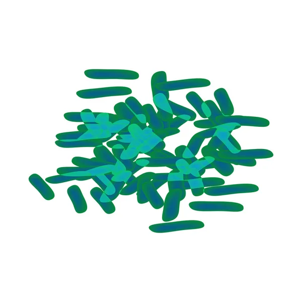 Bifidobactéries Bifidobacterium Infantis Probiotique Lactobacille Bifidobactérie Probiotique Prébiotique Infographie Illustration — Image vectorielle