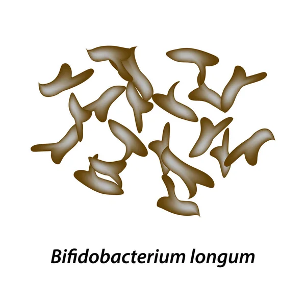 Bifidobacteria입니다 Bifidobacterium Longum입니다 Probiotic Bifidobacterium Probiotic Prebiotic Infographics 일러스트 — 스톡 벡터