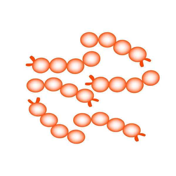 Streptococcus Thermophilus Gute Darmflora Probiotisch Präbiotisch Infografiken Vektor Illustration Auf — Stockvektor