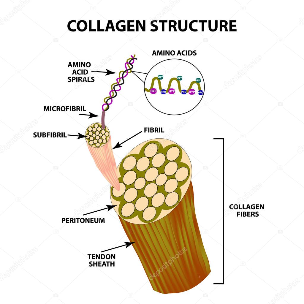 Collagen structure. Infographics. Vector illustration on isolated background