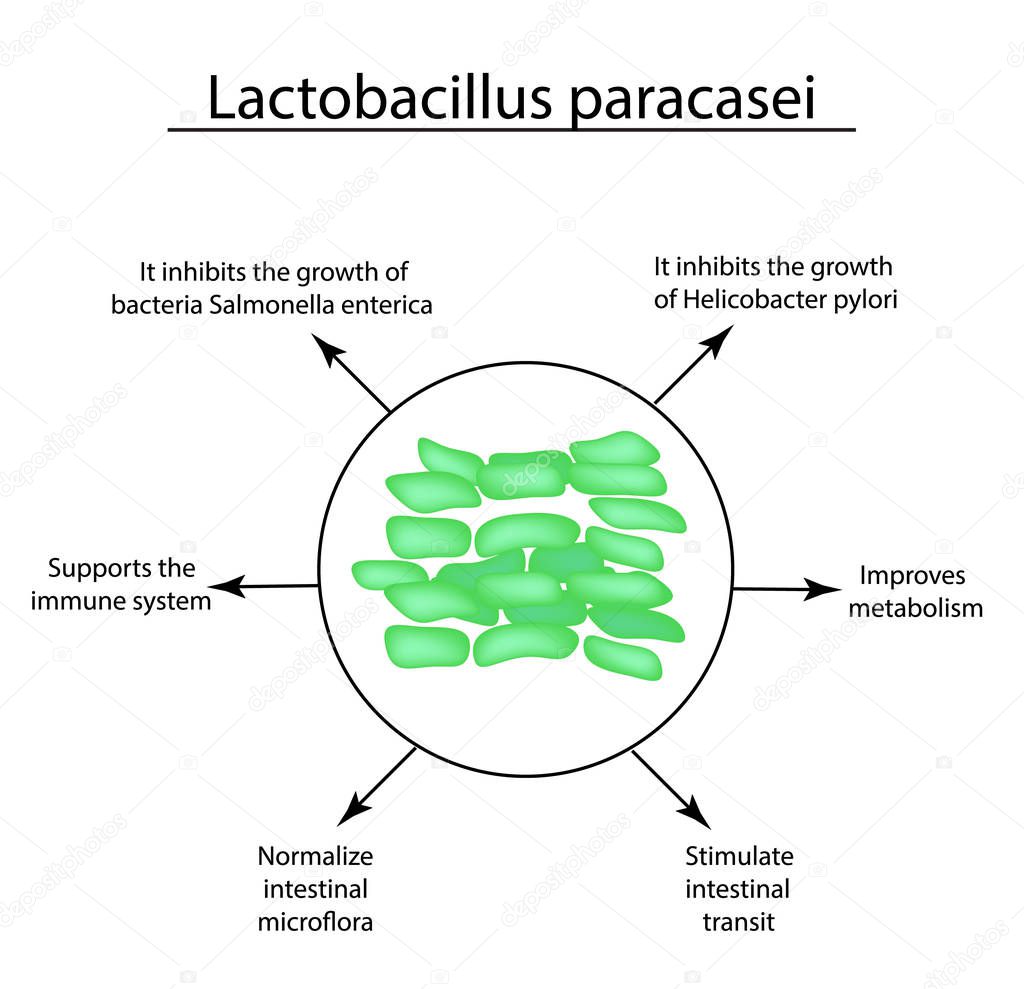 Useful properties of lactobacillus. Probiotic. Lactobacillus paracasei. Infographics. Vector illustration on isolated background