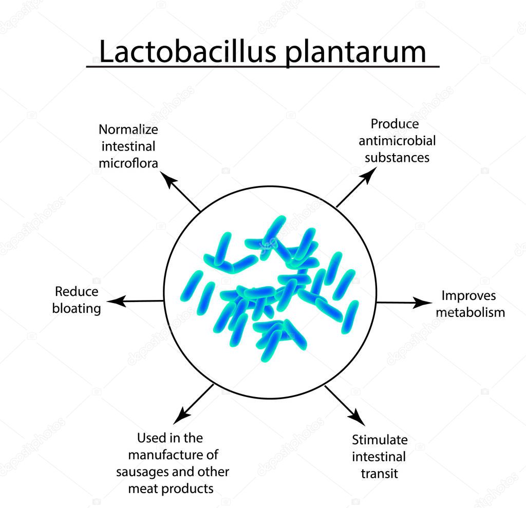 Useful properties of lactobacillus. Probiotic. Lactobacillus plantarum. Infographics. Vector illustration on isolated background