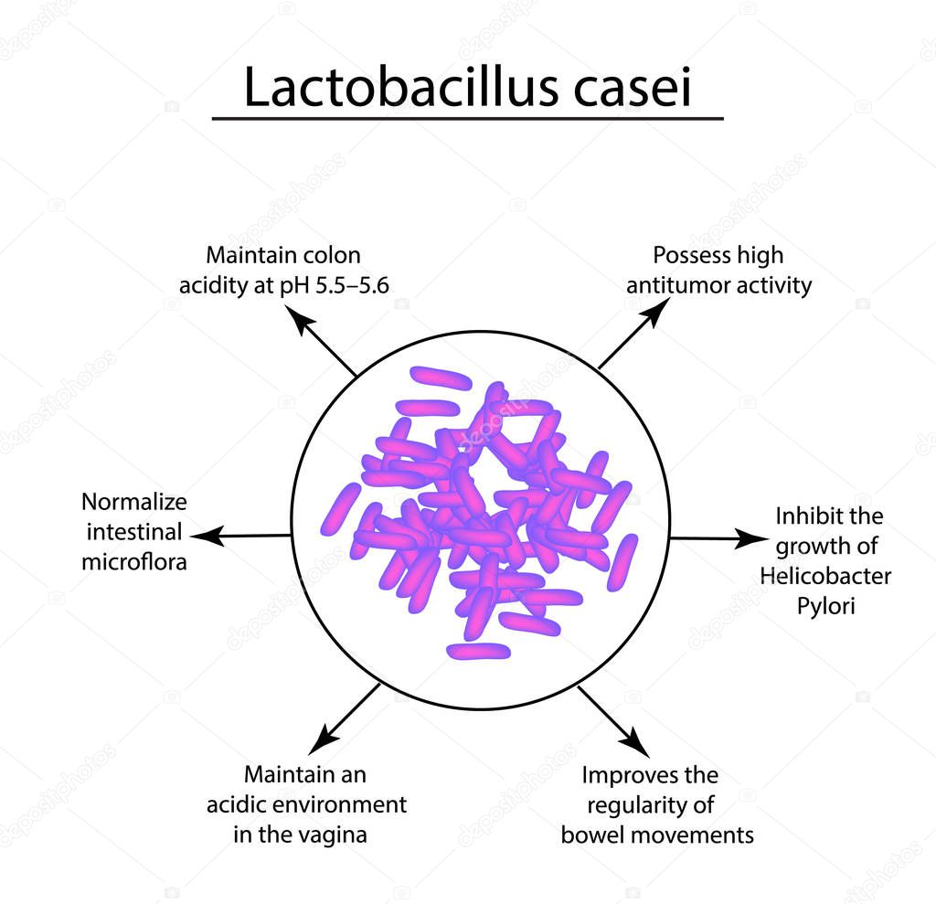 Useful properties of lactobacillus. Probiotic. Lactobacillus casei. Infographics. Vector illustration on isolated background
