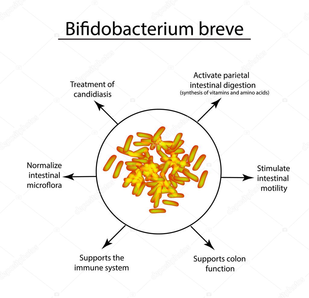 Useful properties of bifidobacteria. Bifidobacterium breve. Probiotic, lactobacillus, bifidobacterium, probiotic, prebiotic. Infographics Vector illustration on isolated background