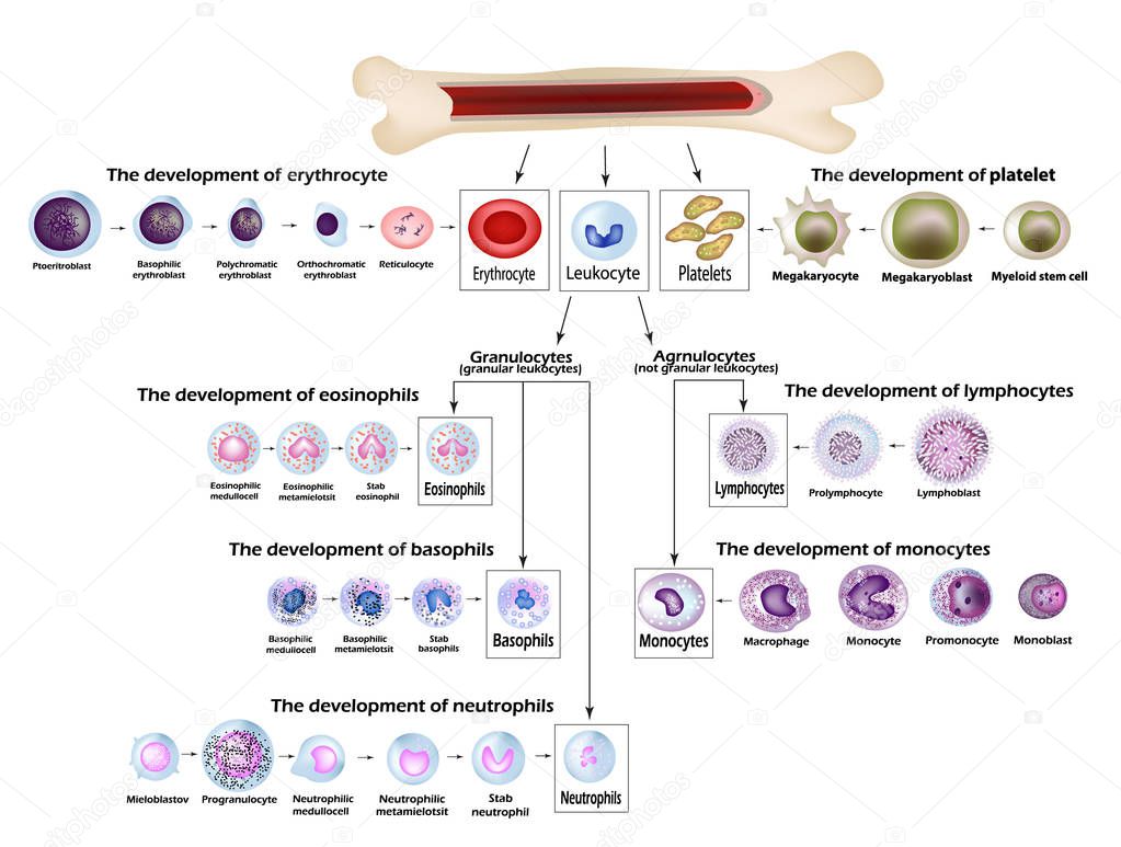 Blood cells Erythrocyte development, red blood cells, leukocytes, eosinophils, lymphocytes, neutrophils, basophils monocytes Platelet formation Infographics Vector illustration