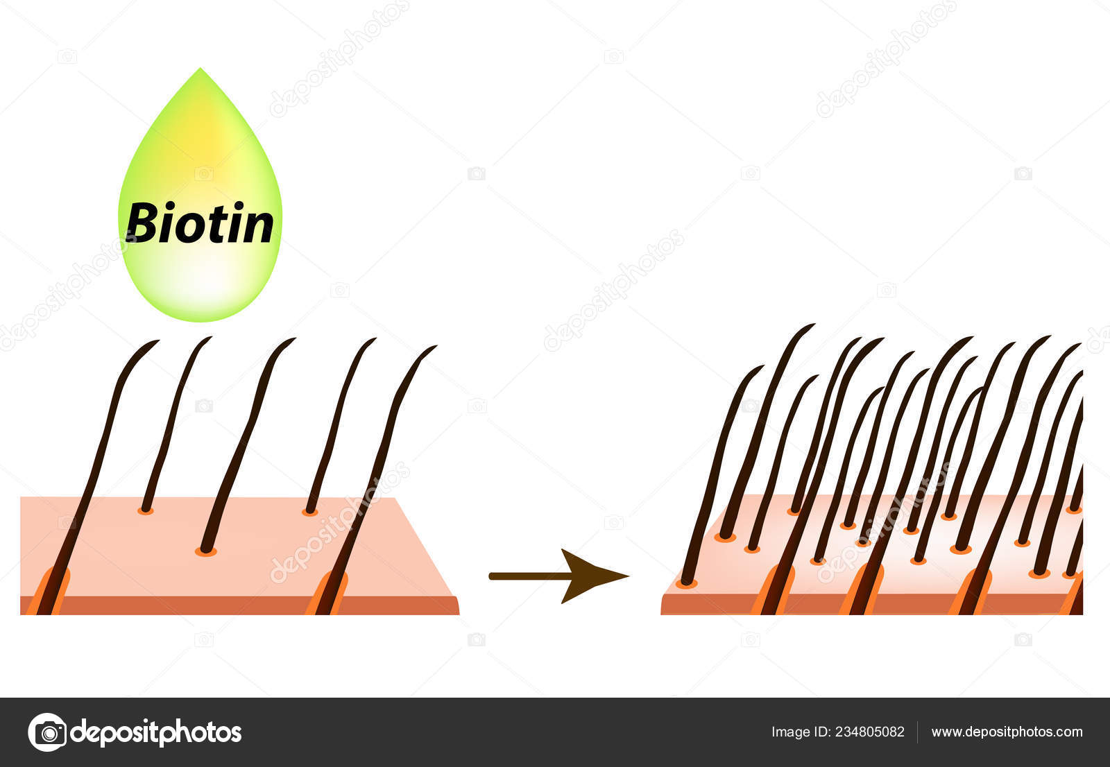 a biotin elveszíti a zsírt