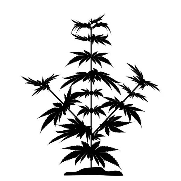 Bush Marijuana Svart Siluett Cannabinoid Hampa För Behandling Marijuana Olja — Stock vektor