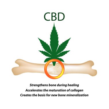 Kemikler ve kırıklar kenevir yağı etkisi. Cannabinoid tedavi. Esrar özellikleri. Vektör illüstrasyon izole arka plan üzerinde.