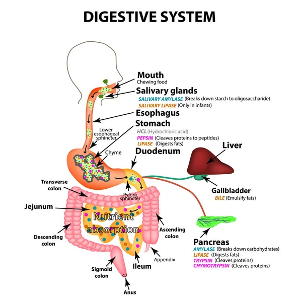 El sistema digestivo humano. Estructura anatómica. Digestión de carbohidratos, grasas y proteínas. Enzimas del tracto gastrointestinal, páncreas, hígado, vesícula biliar. Metabolismo. Infografías. Vector . — Archivo Imágenes Vectoriales
