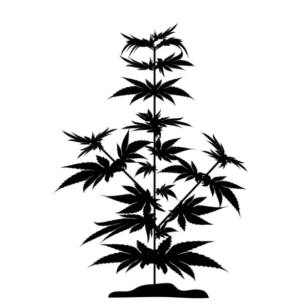 布什大麻黑色剪影 大麻素 大麻治疗大麻油 在独立的背景的向量例证 — 图库矢量图片