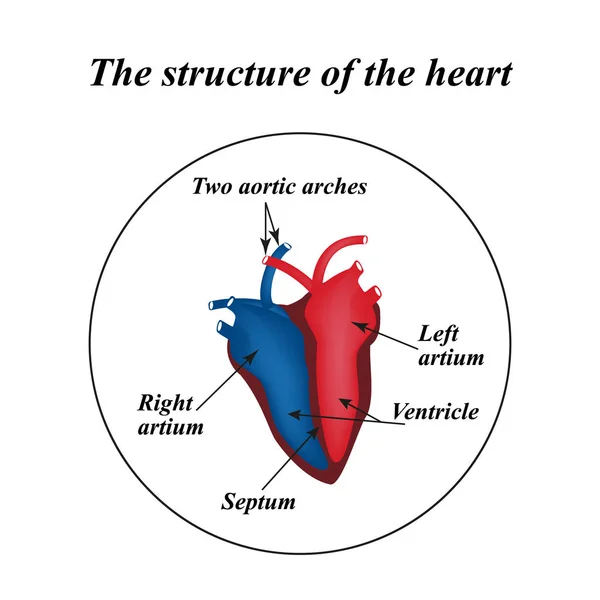 La estructura del corazón. Infografías. Ilustración vectorial — Archivo Imágenes Vectoriales