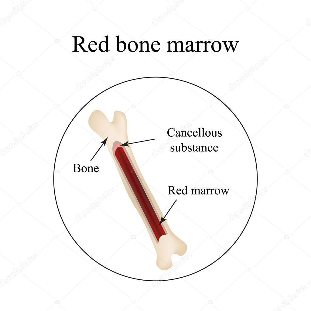The structure of the bone marrow. Infographics. Vector illustration