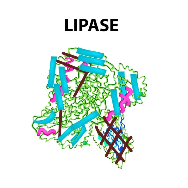 Molekulární strukturální chemický vzorec lipázy. Enzymu lipázy zažívacího traktu. Infografika. Vektorové ilustrace v izolovaných pozadí. — Stockový vektor
