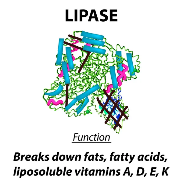 Molekuláris szerkezeti képlete lipáz. Az enzim emésztőrendszer lipáz funkcióit. Zsírok, zsírsavak, a zsírban oldódó vitaminok A, D, E, K. Infographics lebontja. Vektoros illusztráció. — Stock Vector
