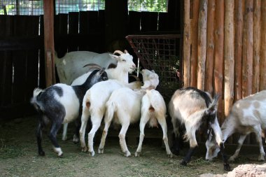Ahşap ev. Keçi ve koyun sürüsü içinde yalak yemek