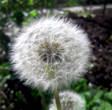 Kabarık beyaz karahindiba bahçe içinde. Tohumlar.