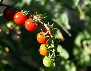 Dallar kiraz domates. Kırmızı ve yeşil mini domates