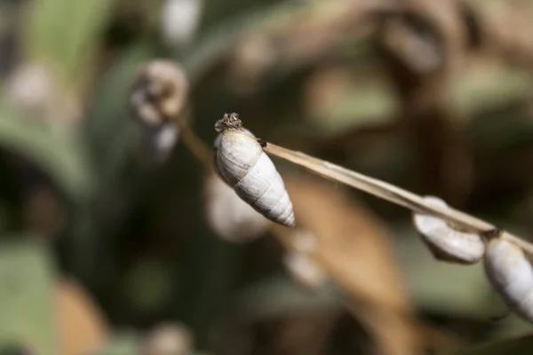 Muchos Caracoles Caracol Planta —  Fotos de Stock