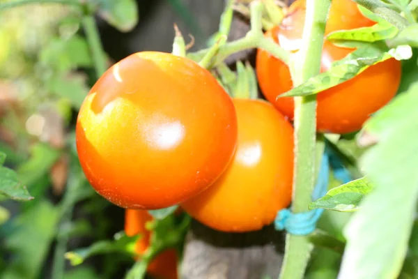 Grandes Tomates Vermelhos Que Crescem Arbusto — Fotografia de Stock