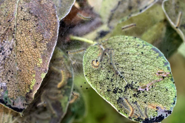 Листья Яблони Влияют Гусеницы — стоковое фото