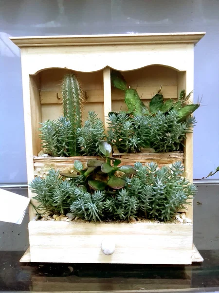 Decoratieve Succulente Tuin Handgemaakte Samenstelling Van Een Plant — Stockfoto