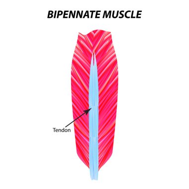 The structure of skeletal muscle. Bipennate muscle. Tendon. Infographics. Vector illustration on isolated background. clipart