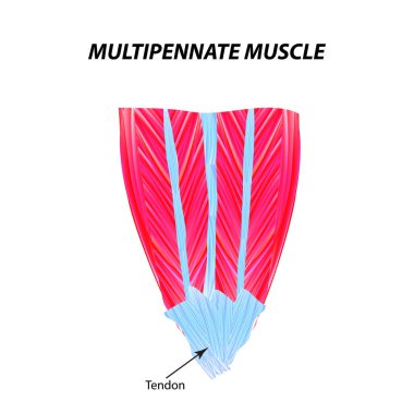 The structure of skeletal muscle. Multipennate muscle. Tendon. Infographics. Vector illustration on isolated background. clipart