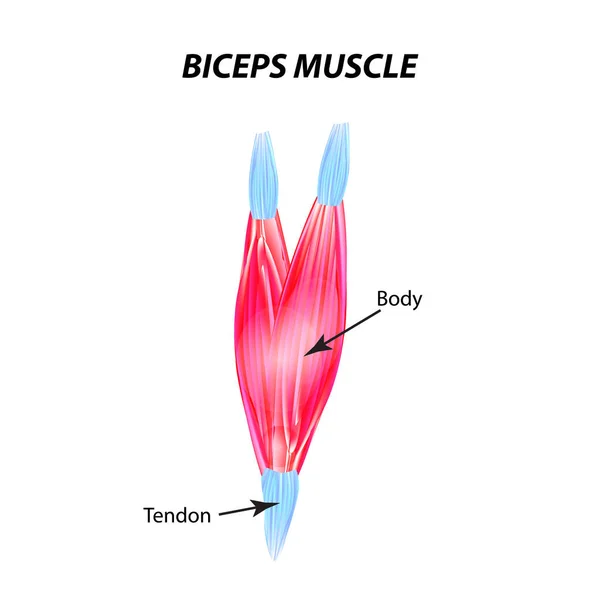 Strukturen i skelettmuskulaturen. Biceps muskler. Senan. Infographics. Vektorillustration på isolerade bakgrund. — Stock vektor