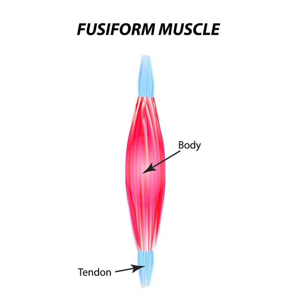 La estructura del músculo esquelético. músculo fusiforme. Tendón. Infografías. Ilustración vectorial sobre fondo aislado . — Archivo Imágenes Vectoriales