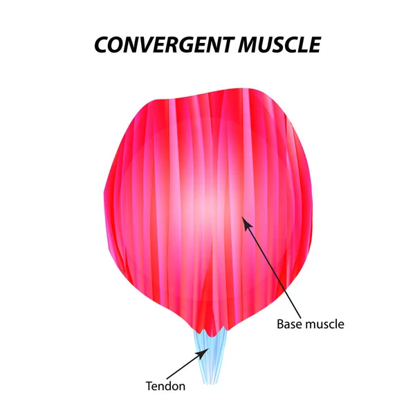 The structure of skeletal muscle. Convergent muscle. Tendon. Infographics. Vector illustration on isolated background. — Stock Vector