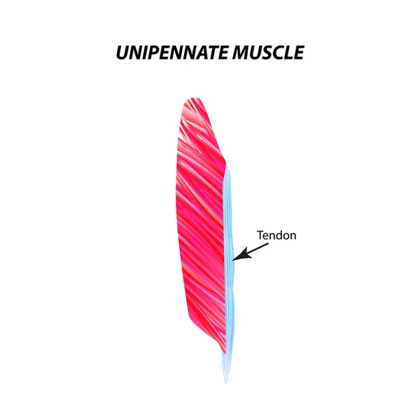 A estrutura do músculo esquelético. Músculo unipenado. Tendão. Infográficos. Ilustração vetorial sobre fundo isolado . —  Vetores de Stock