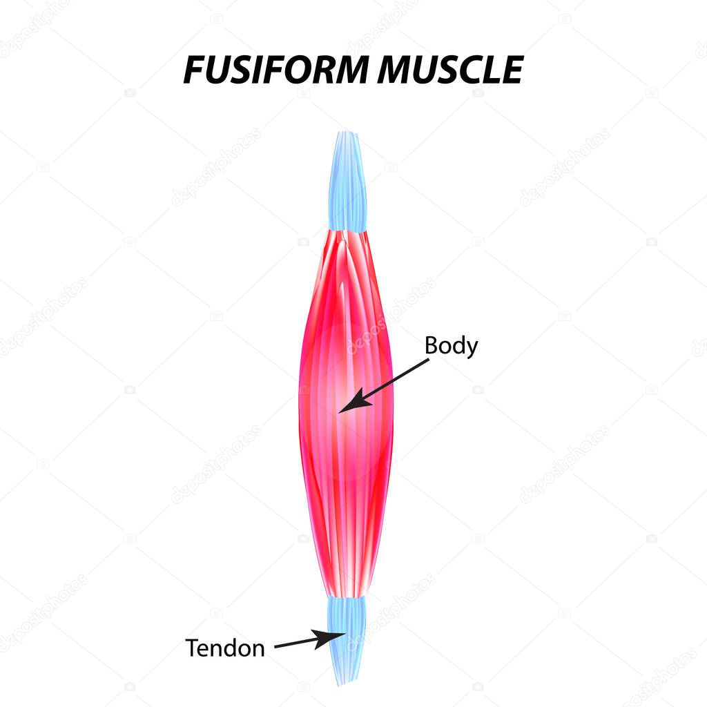 The structure of skeletal muscle. fusiform muscle. Tendon. Infographics. Vector illustration on isolated background.