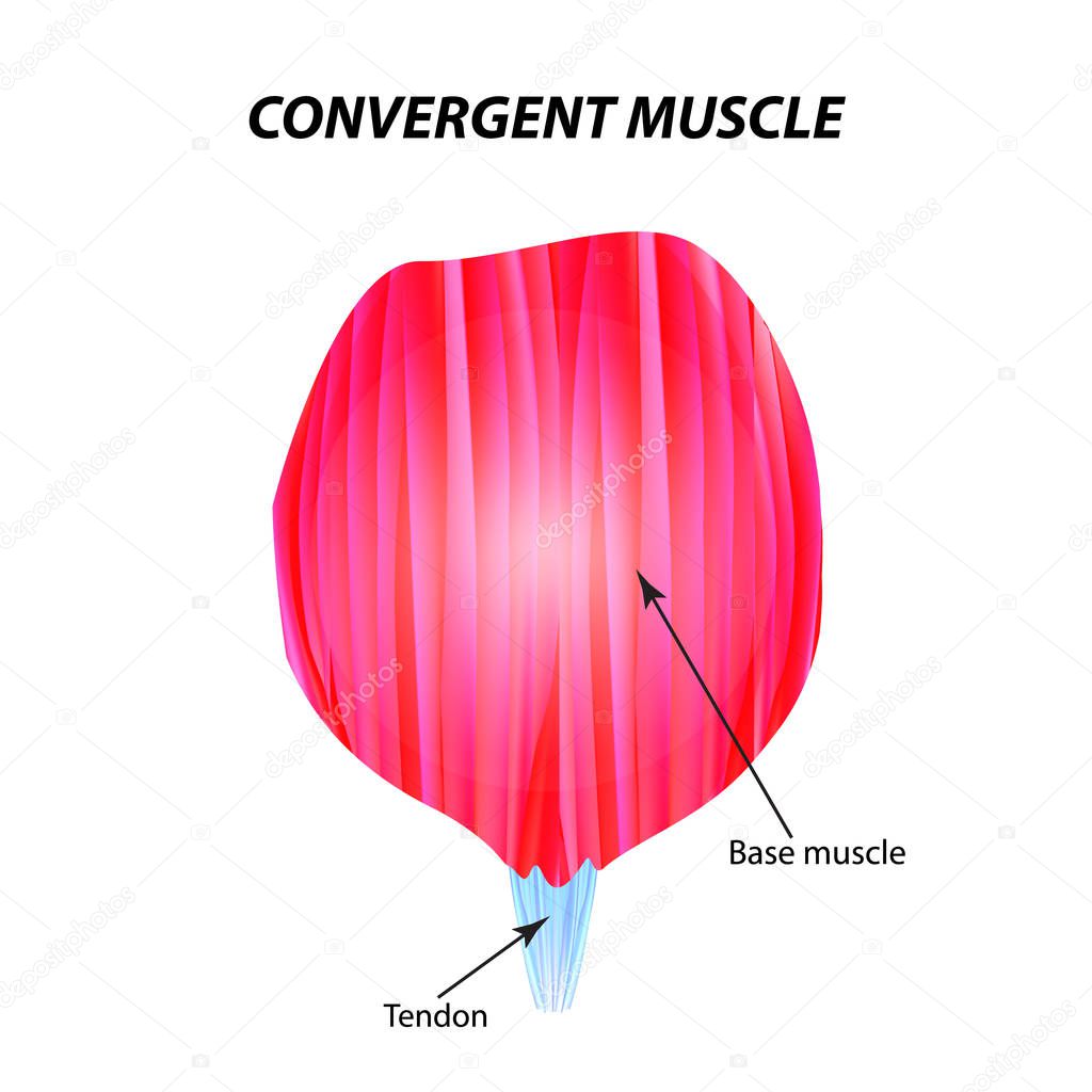 The structure of skeletal muscle. Convergent muscle. Tendon. Infographics. Vector illustration on isolated background.