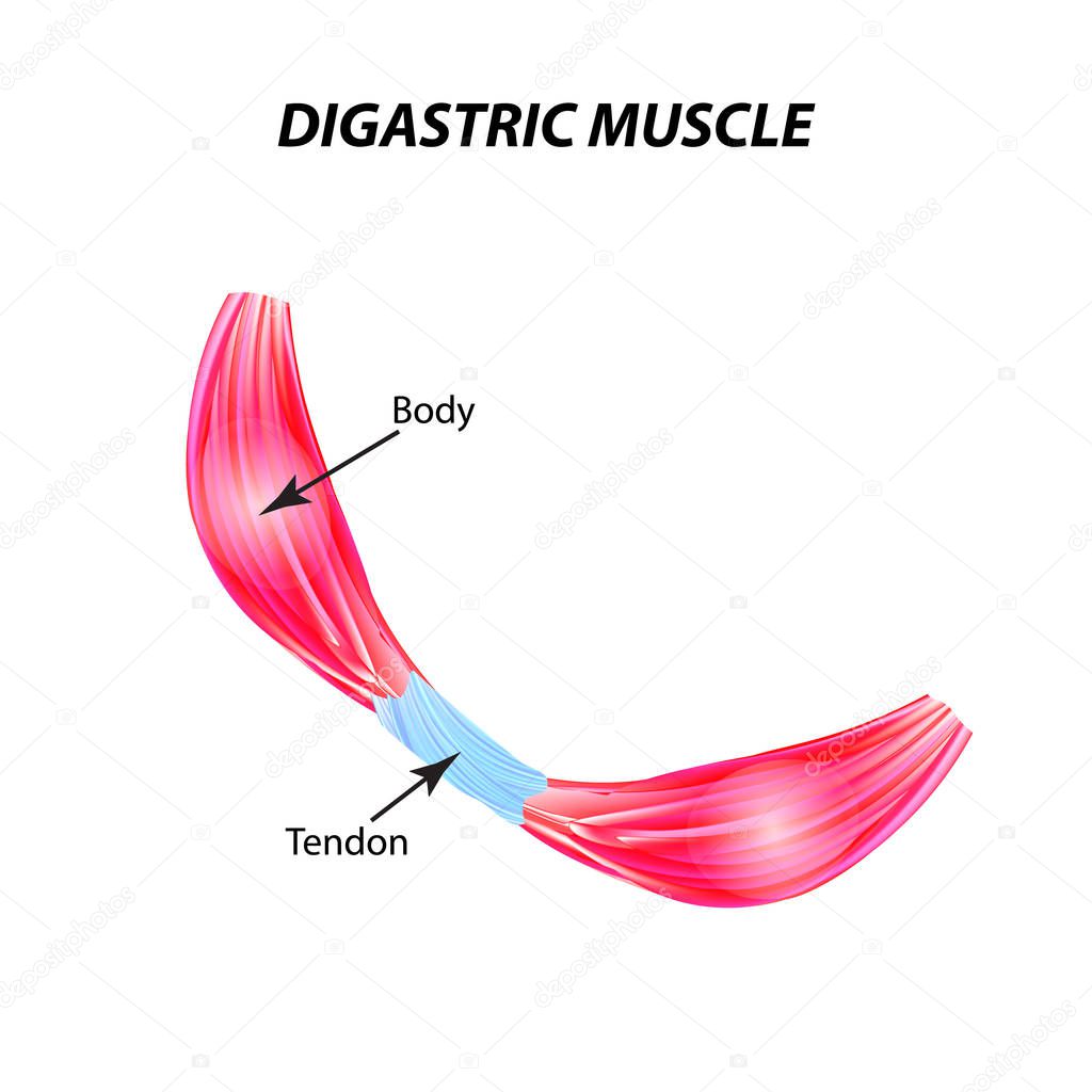 The structure of skeletal muscle. digastric muscle. Tendon. Infographics. Vector illustration on isolated background.