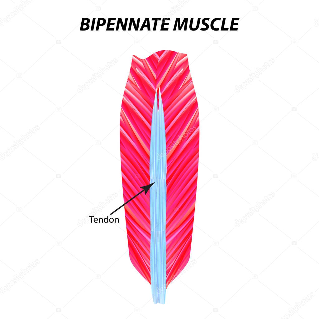The structure of skeletal muscle. Bipennate muscle. Tendon. Infographics. Vector illustration on isolated background.