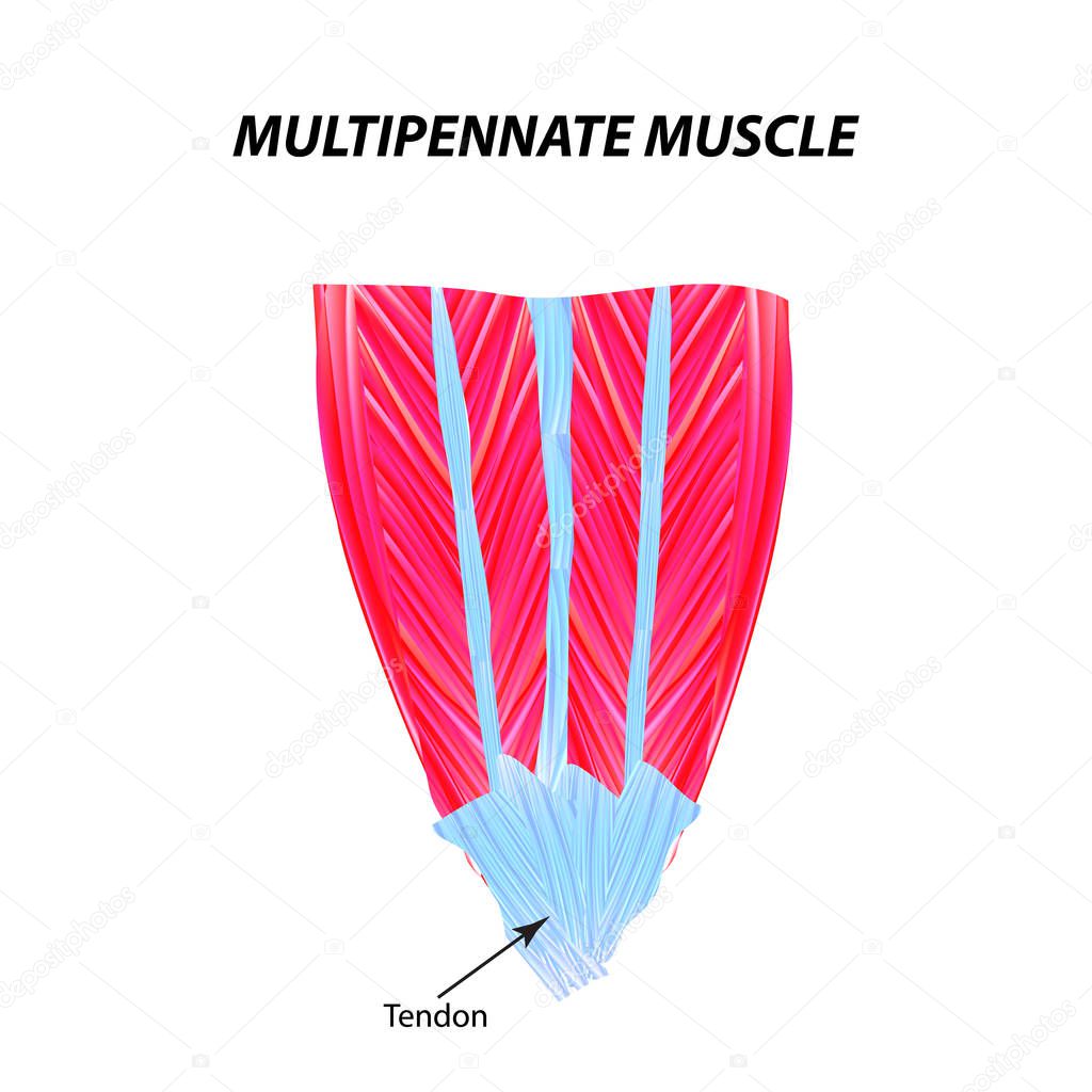 The structure of skeletal muscle. Multipennate muscle. Tendon. Infographics. Vector illustration on isolated background.