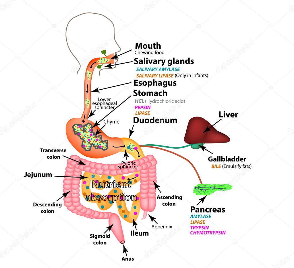 The human digestive system. Anatomical structure. Digestion of carbohydrates, fats and proteins. Enzymes of the gastrointestinal tract, pancreas, liver, gallbladder. Metabolism. Infographics. Vector.