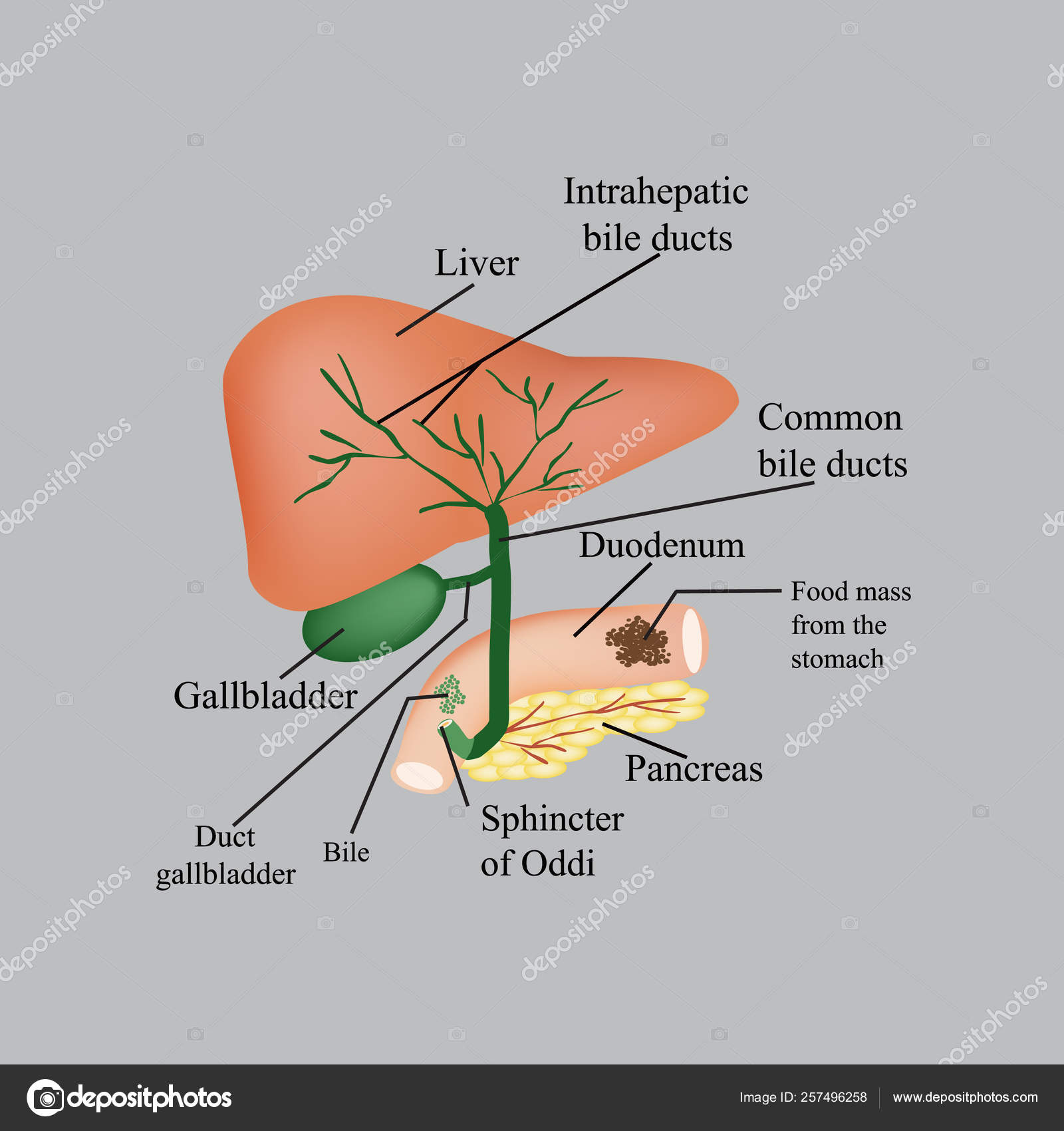 De anatomische structuur van de lever, de galblaas, galwegen en