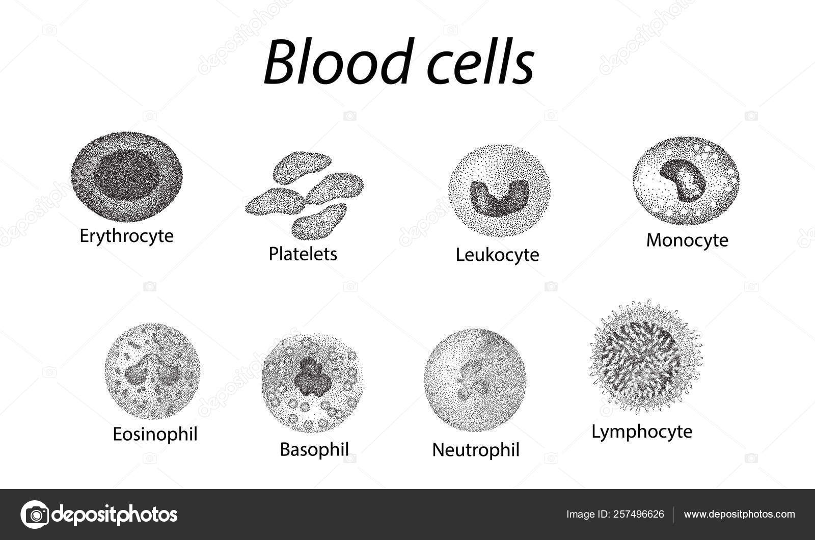 Células sanguíneas Conjunto de celdas monocromáticas. Glóbulos rojos,  plaquetas, leucocitos, linfocitos, eosinófilos, neutrófilos, basófilos,  monocitos. Infografías. Ilustración vectorial sobre fondo aislado Vector de  stock #257496626 de ©mikrostoker, image size:1600x1060