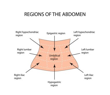 Abdominal Region. Vector illustration on isolated background clipart