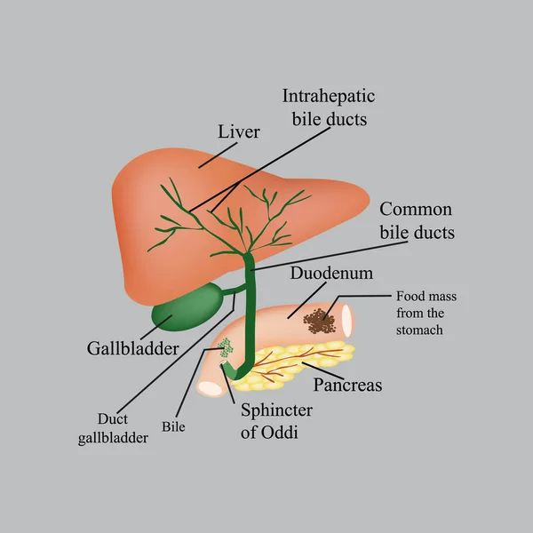 La struttura anatomica del fegato, cistifellea, dotti biliari e pancreas. Illustrazione vettoriale su sfondo grigio — Vettoriale Stock