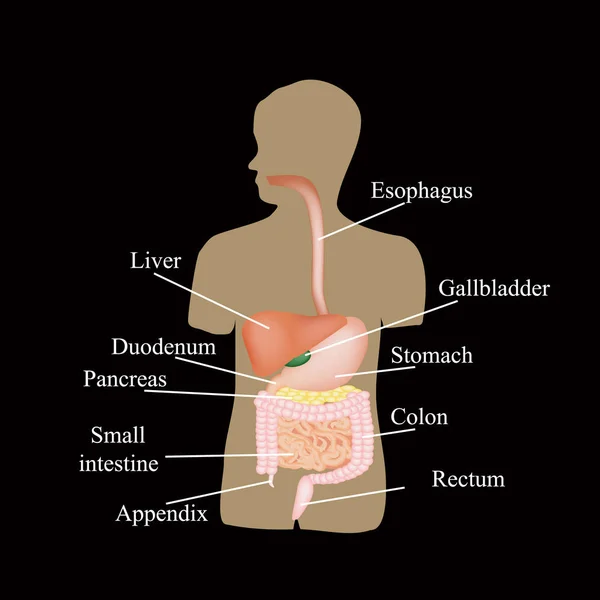 La estructura del tracto gastrointestinal. Anatomía humana. Ilustración vectorial sobre fondo negro — Vector de stock